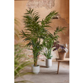 Kentia Tree Plant 110cm - 2