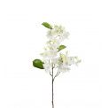 Hydrangea Plant 90cm White - 1
