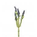 Lavender Plant 60cm - 1