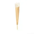 Pampas Grass 30-35cm (Set of 6)