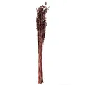 Oat Grass 70-75cm 100g