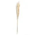Pampas Grass 70-75cm (Set of 6) - 1