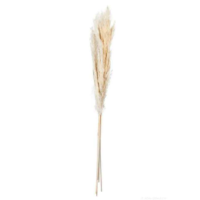 Trawa pampasowa 70-75cm (6 szt.)