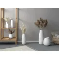 Pampas Grass 70-75cm (Set of 6) - 2