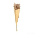 Pampas Grass 30-35cm (Set of 6) - 1