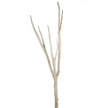 Akantus Branch 100cm Nature
