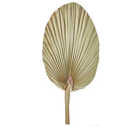 Liść palmy 60-70cm natural