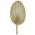Liść palmy 60-70cm natural - 1