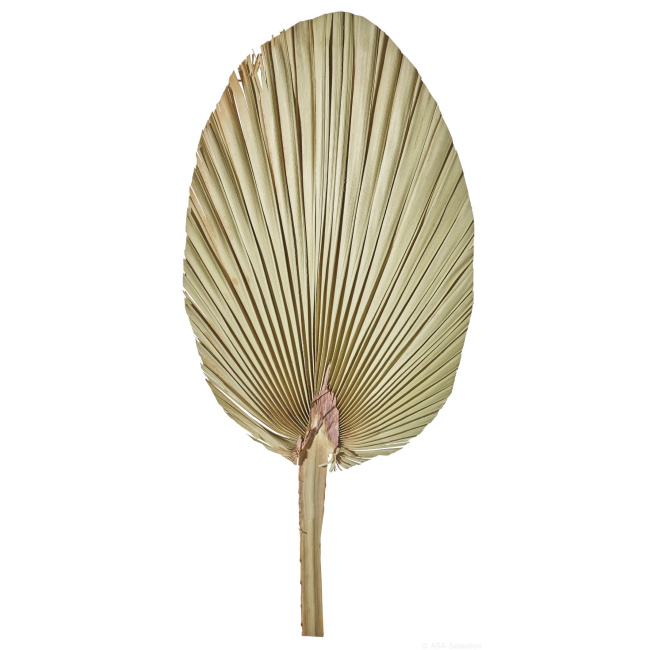 Liść palmy 60-70cm natural