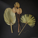 Set of 3 Palm Leaves 60-70cm - 2
