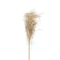 Dried Grass 75cm - 1