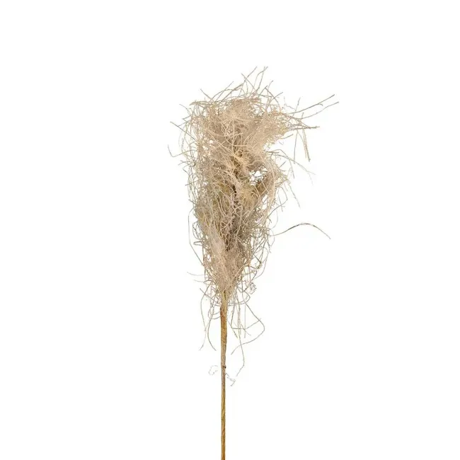 Dried Grass 75cm - 1