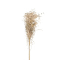 Dried Grass 75cm - 1