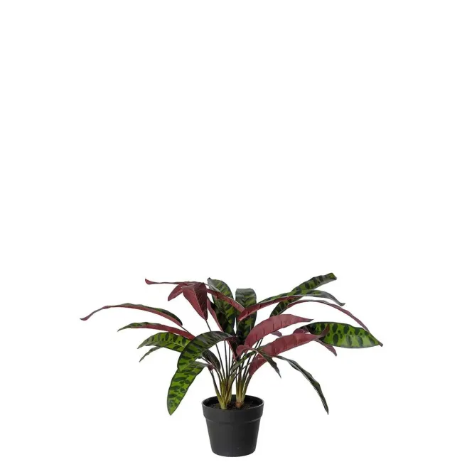 Calathea 60cm - 1