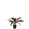 Calathea Plant 60cm - 1