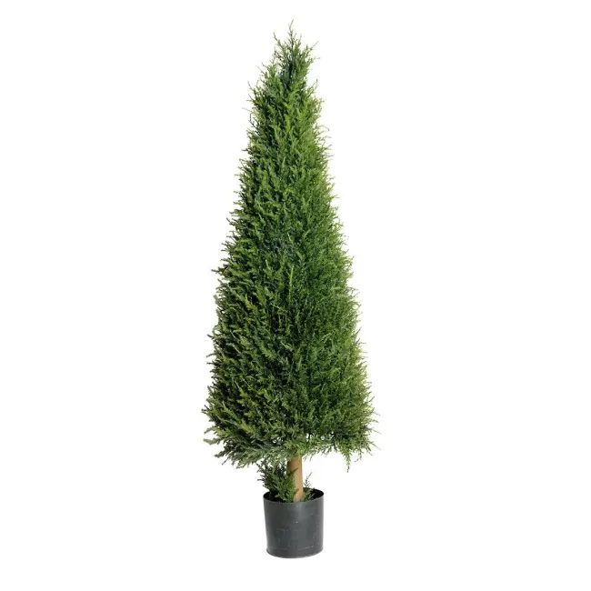 Thuja Tree 140cm