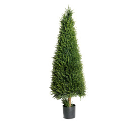 Drzewko Thuja 140cm