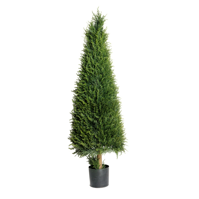 Drzewko Thuja 140cm