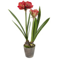 Amaryllis Plant 90cm - 1