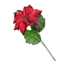 Kwiat Poinsecja 70cm czerwony