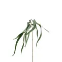 Eucaliptus 70cm - 1