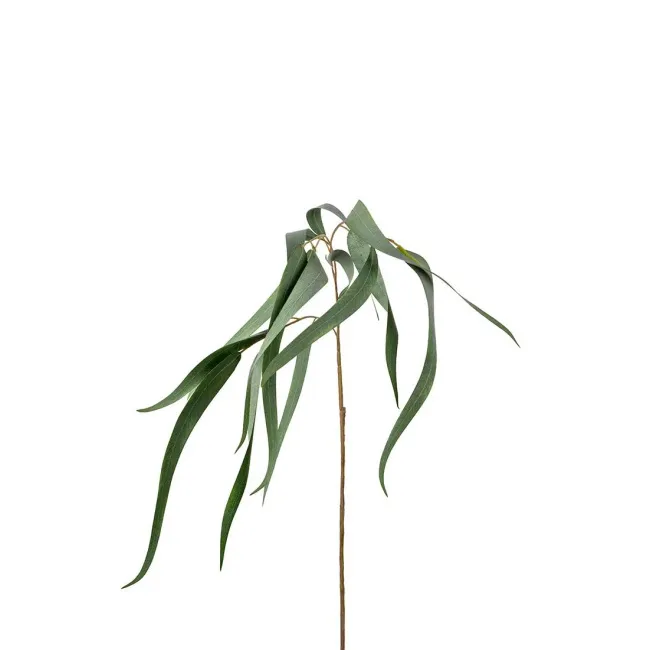 Eucaliptus 70cm - 1