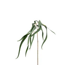 Eucaliptus 70cm