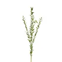 Eucalyptus Branch 70cm - 1