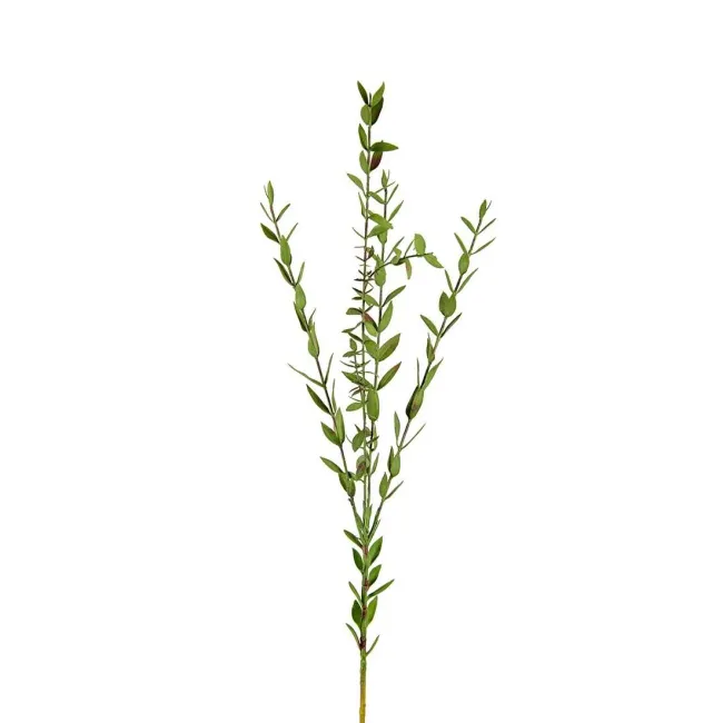 Eukaliptus gałązka 70cm