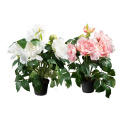 Peony in Pot 40cm 1 piece (mixed colors) - 1