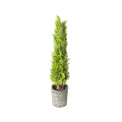 Cypress Tree in Pot 55cm - 1