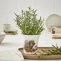 Wrendale Designs Vase 10cm Hedgehog - 4