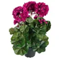 Geranium 35cm in Purple Pot - 1