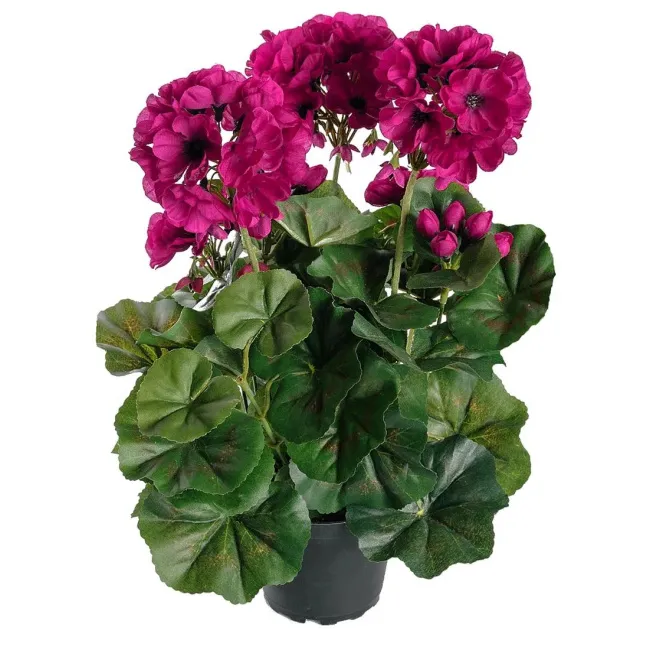 Geranium 35cm in Purple Pot