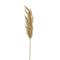 Dried Pampas Grass Branch 120cm - 1