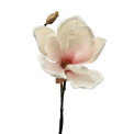 Gałązka magnolia 30cm różowa  - 1