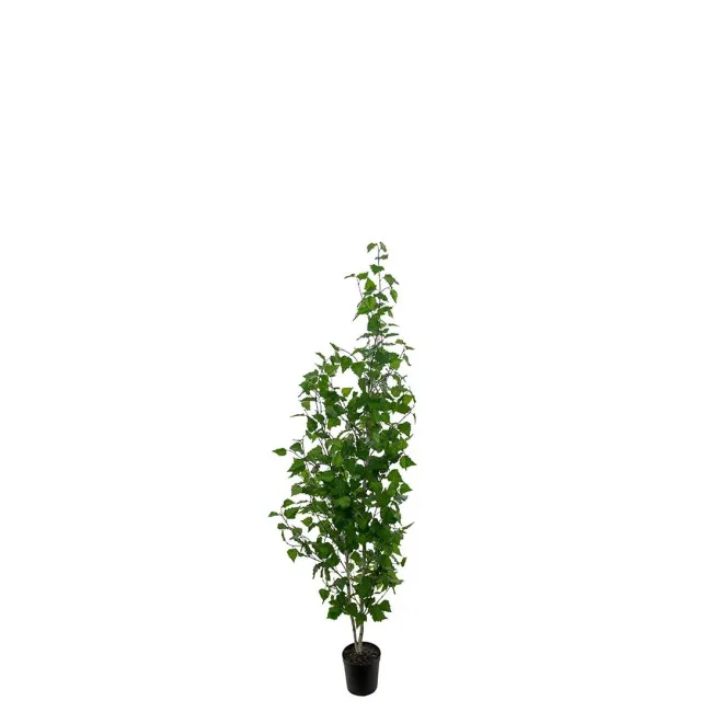 Drzewko brzoza w donicy 180cm - 1