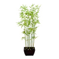 Bamboo in Pot 160x35cm - 1