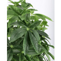 Pachira Plant in a 160cm Pot - 3