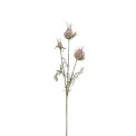 Black Seed Flower 55cm Dried - 1