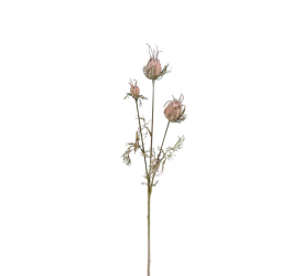 Kwiat czarnuszki 55cm suszony
