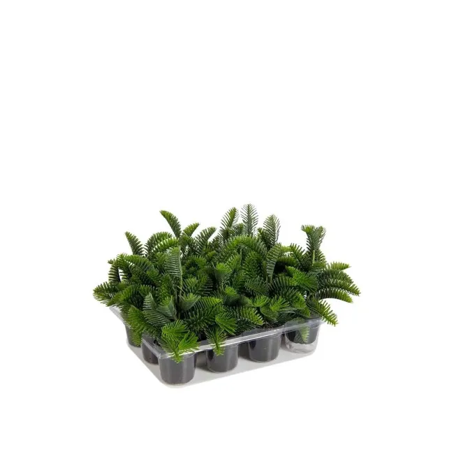 Spruce in Pot 6x16cm (1 piece)