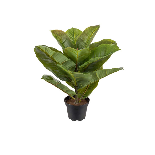Robusta Ficus 30cm in 9cm Pot