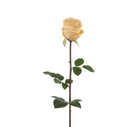 Róża 75cm żółta