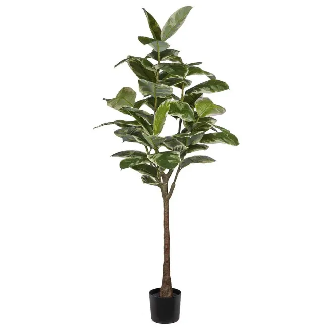 Rubber Tree 190cm