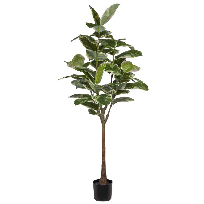 Drzewko fikus elastica 190cm 