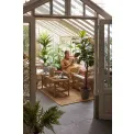 Rubber Tree 190cm - 2