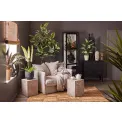 Rubber Tree 190cm - 3