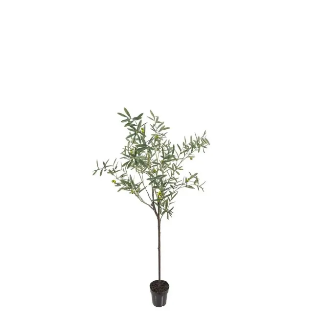 Olive Tree 170cm