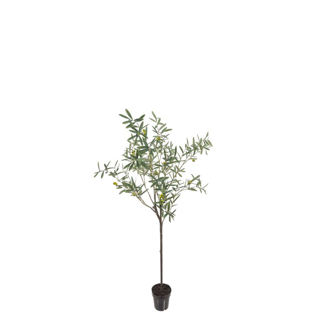 Drzewko oliwne 170cm  - 1